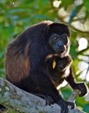 Howler Monkey With Baby