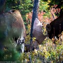Bull moose sparring