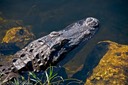 Sunning Alligator