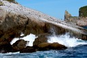 Mixture of sea birds on surfside cliff
