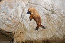 Stellar sea lion clinging to cliff