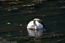 Wounded swan