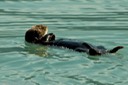 Sea otter resting for the tourists