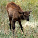 Elk calf