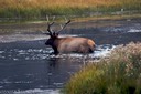 Bull elk crossing the Madison in Yellowstone
