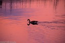 Canadian goose at sunset on the Madison River