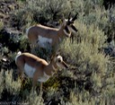 Antelope pair in Yellowstone