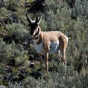 Antelope buck