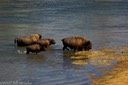 Buffalo at Yellowstone River