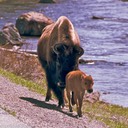 Little things - mother and calf
