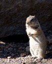 Little things - Unita ground squirrel