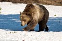 Big things - grizzly near Canyon Village