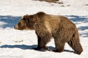 Grizzly walking on snowpack