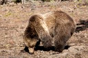 Grizzly digging for rodents