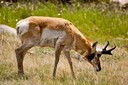 Antelope in Lamar Valley